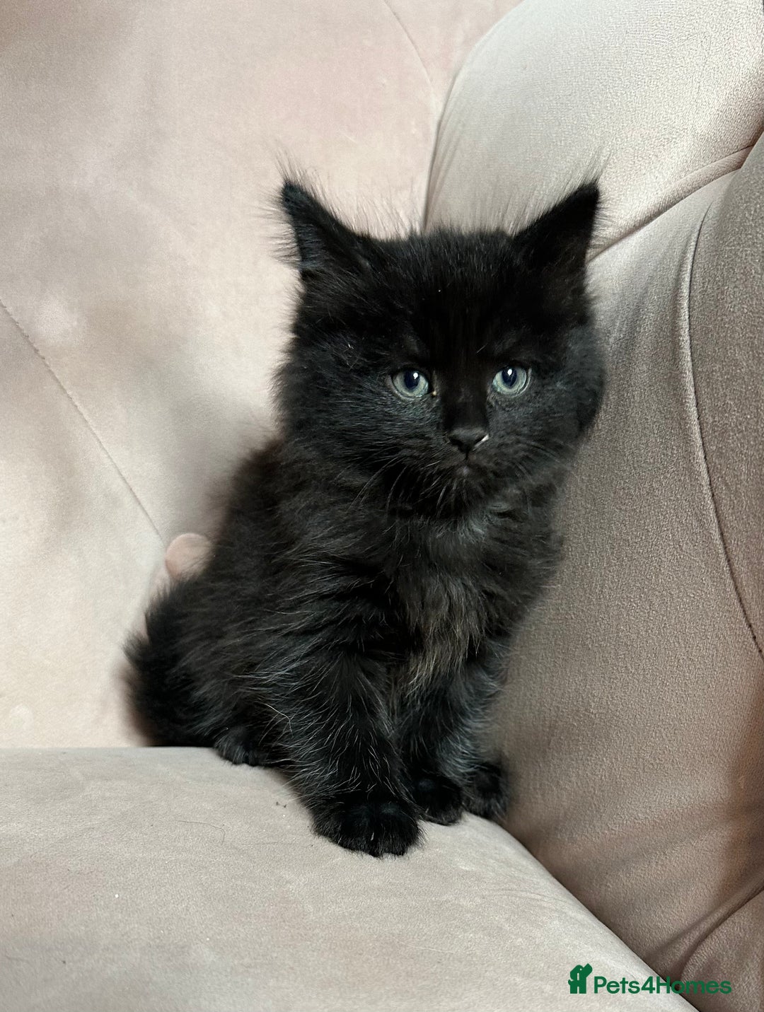 Mixed Breed cats for sale: Mixed breed kitten, one boy left  - Advert 4