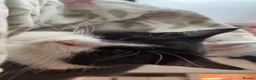 Mixed Breed cats for sale: Bandit cat and biscuit  - Advert 3