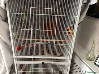 Cockatiels birds Male Cockatiel Needs Good Home - Advert 1