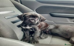 Mixed Breed dogs for sale: Hungarian Viszla X German Pointer female pup. - Image 1