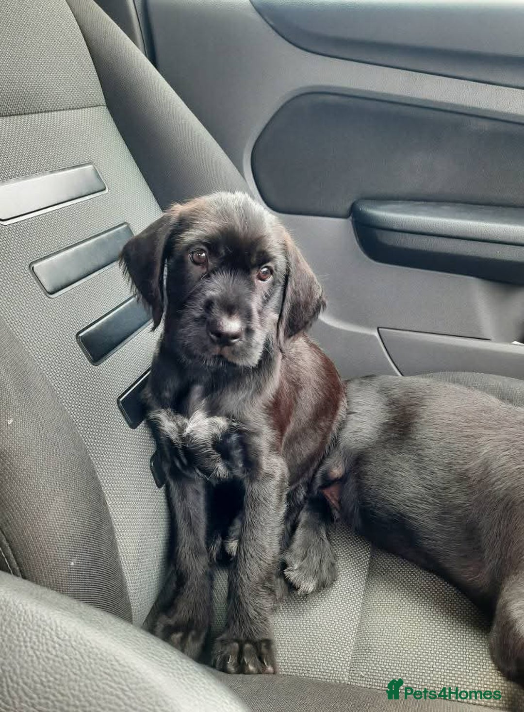 Mixed Breed dogs for sale: Hungarian Viszla X German Pointer female pup. - Image 1