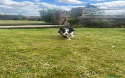 Border Collie dogs for sale: 6 border collie puppies  - Image 21