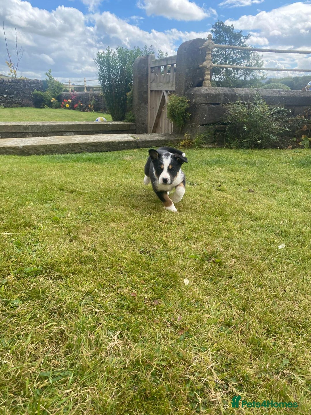 Border Collie dogs for sale: 6 border collie puppies  - Image 21