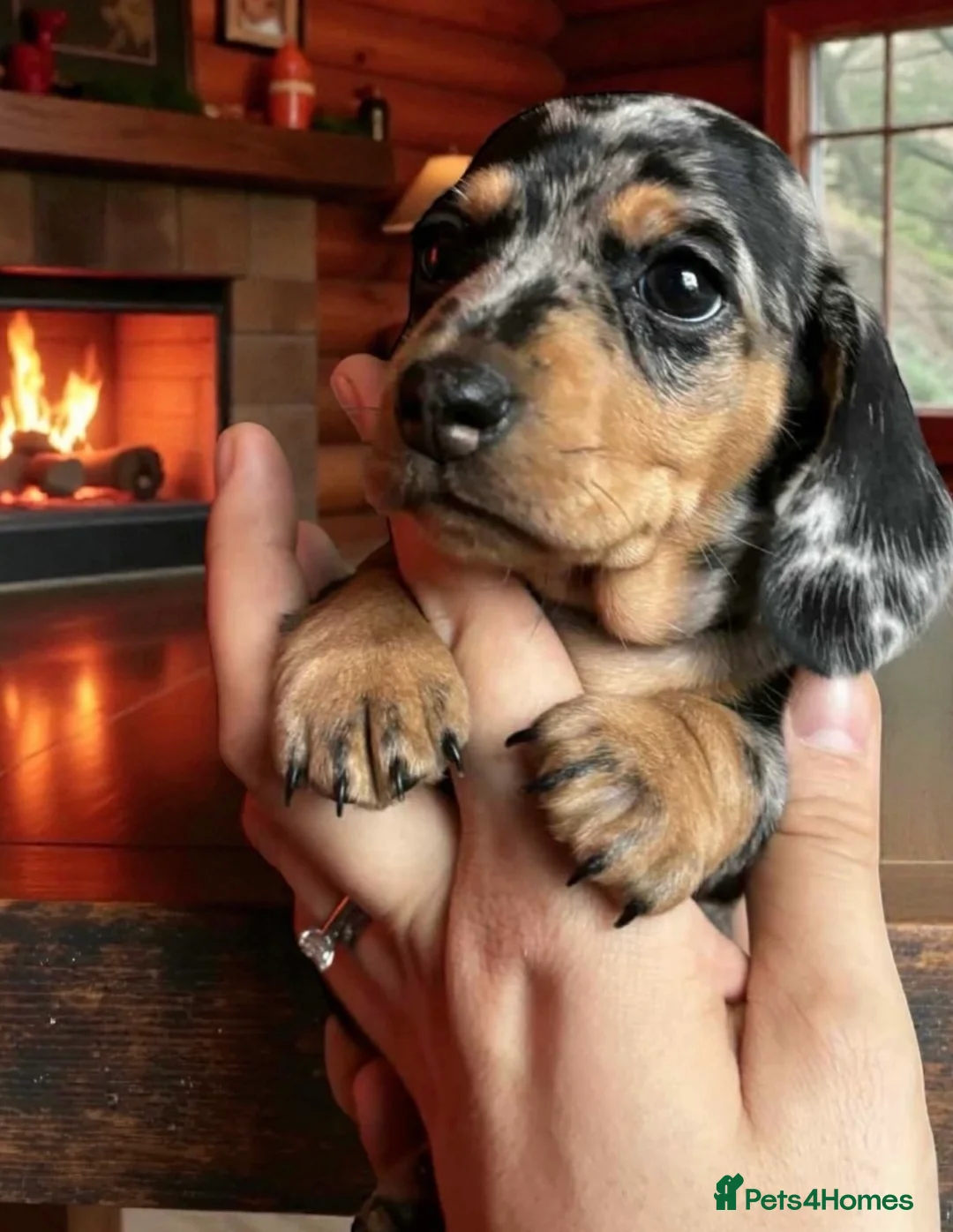 Miniature Dachshund dogs for sale: OUTSTANDING INSTAGRAM MINI DACHSHUNDS  - Advert 31