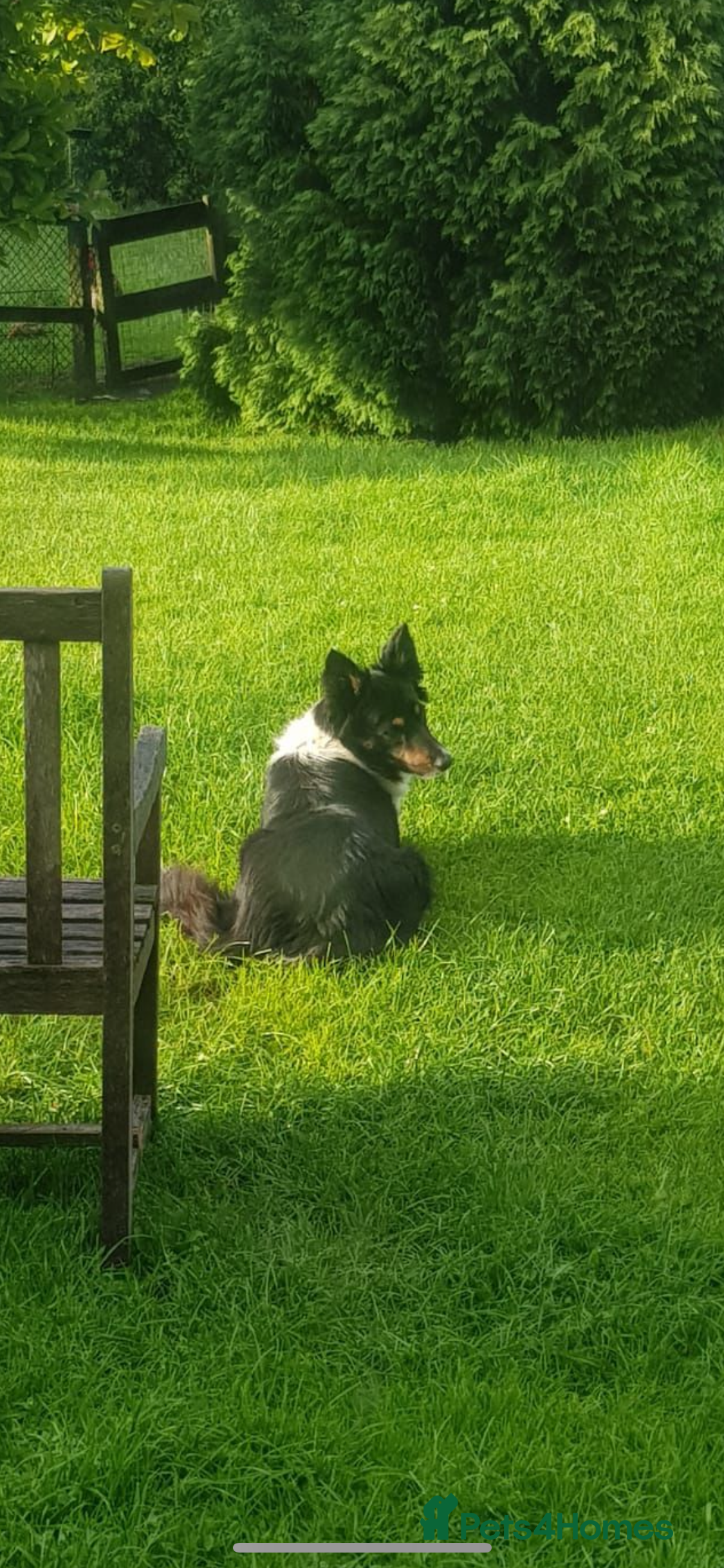 Border Collie dogs 3 stunning collie boy pups  - Advert 2