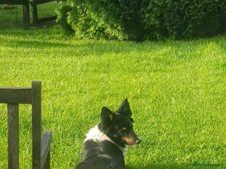 Border Collie dogs 3 stunning collie boy pups - Advert 1