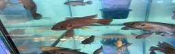 Cichlids fish for sale: Turkana jewel cichlids  - Advert 5