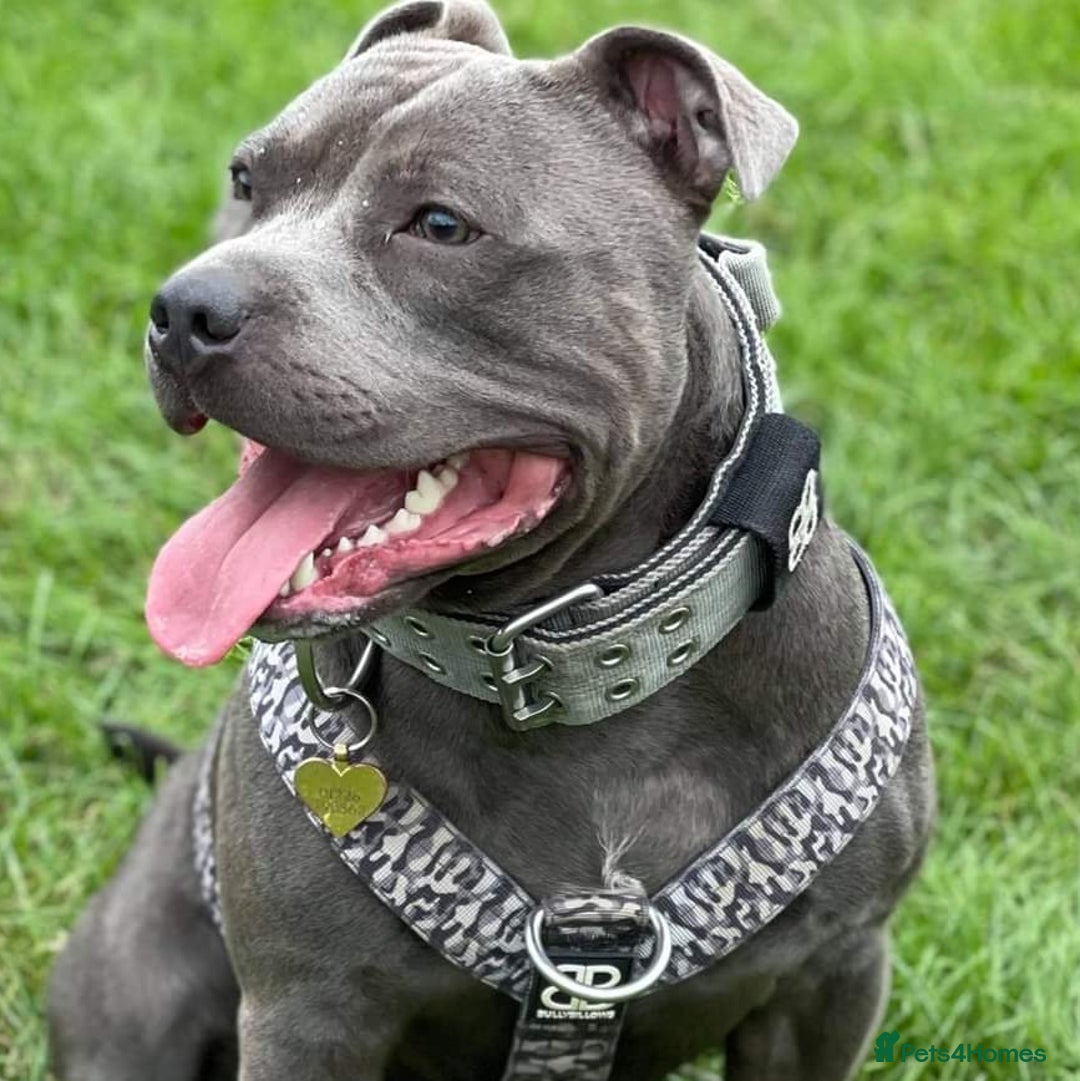 Staffordshire Bull Terrier dogs for stud: Meho stud dog - Advert 11