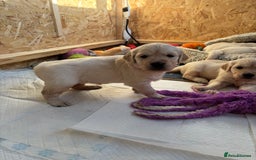 Golden Retriever dogs for sale: Golden retriever puppies  - Image 13