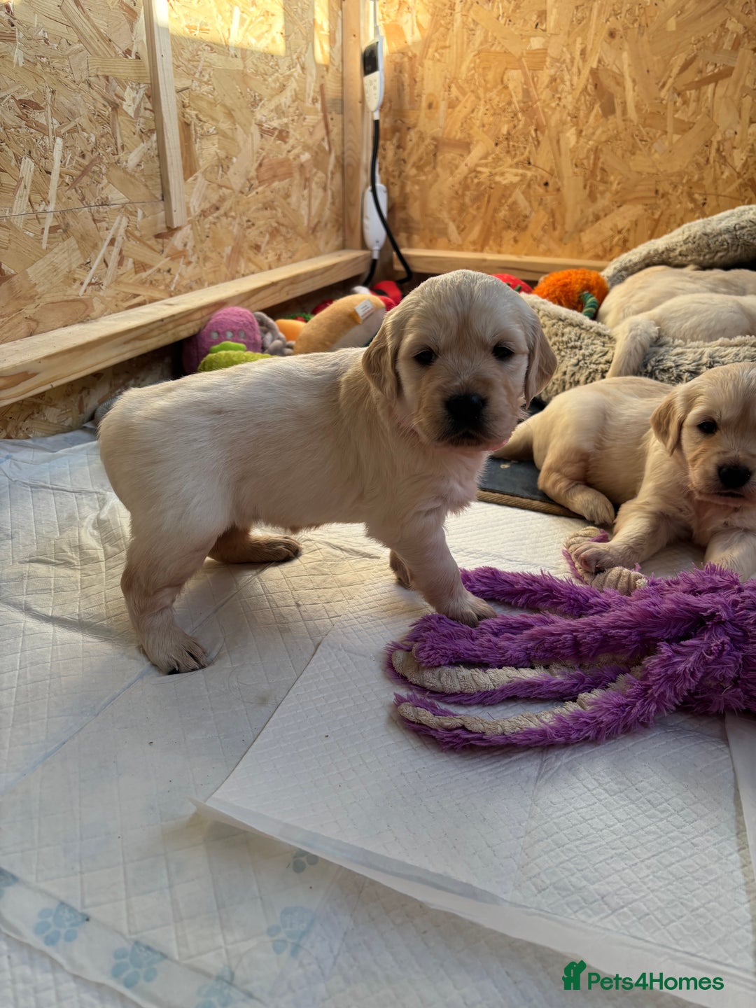 Golden Retriever dogs for sale: Golden retriever puppies  - Image 13