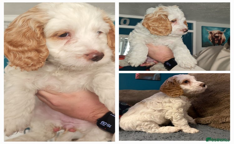 Cockapoo dogs - Advert 15