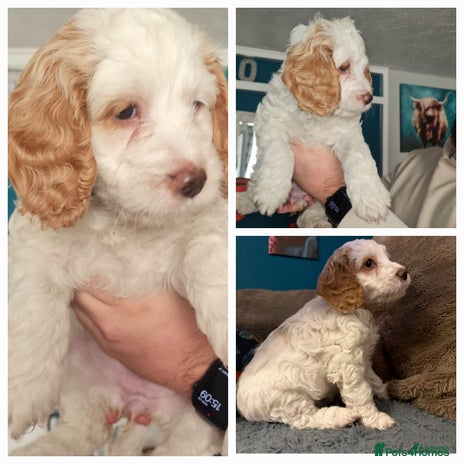 Cockapoo dogs - Advert 15