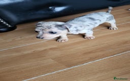 Mixed Breed dogs for sale: Mini dachshunds for sale - Image 6