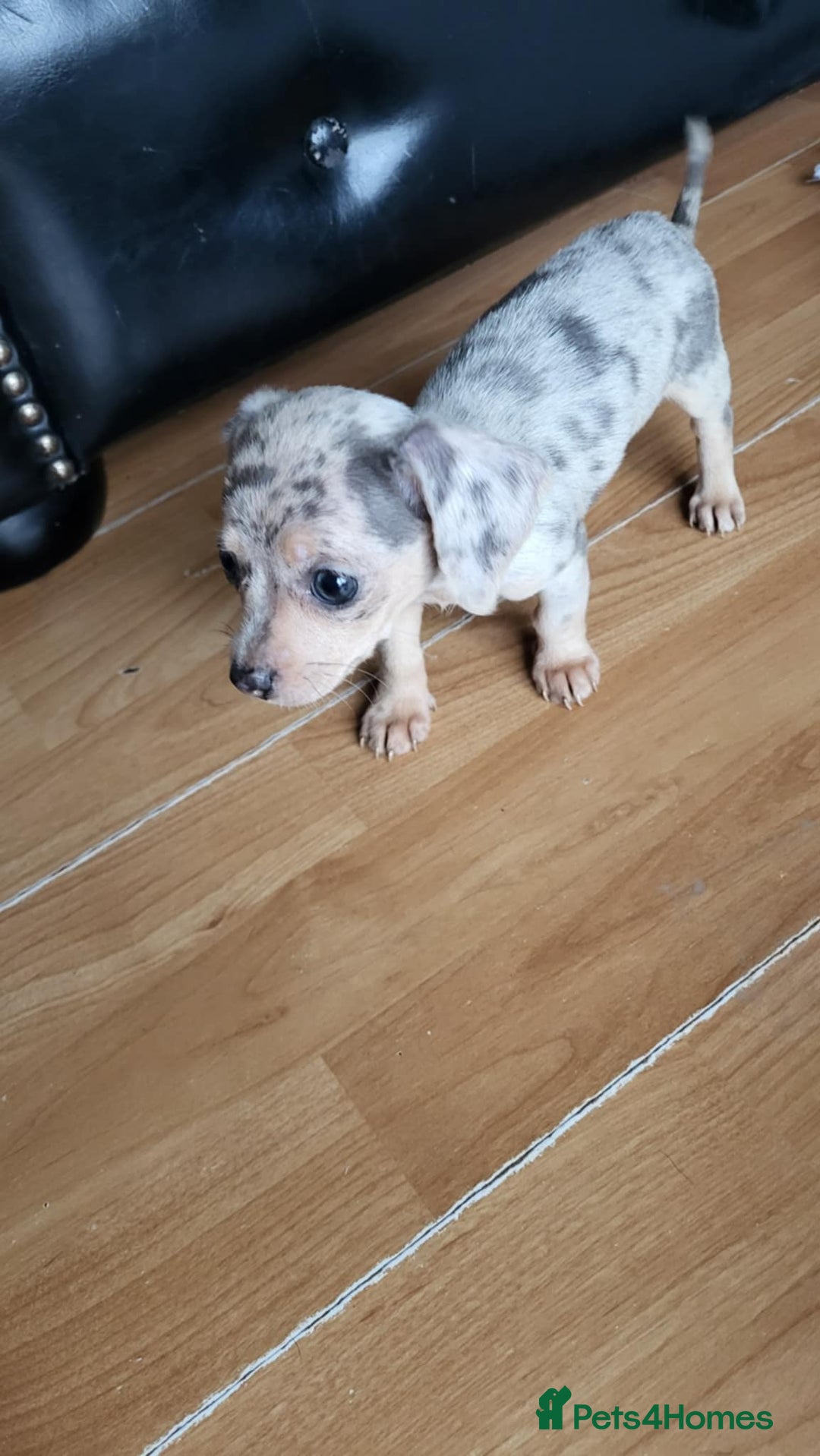 Mixed Breed dogs for sale: Mini dachshunds for sale - Image 6