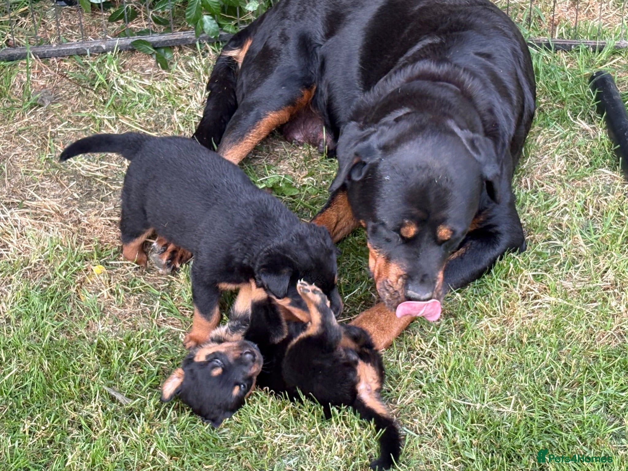 Rottweiler dogs Rottweiler puppies West Sussex / Surrey border - Advert 1