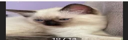 Ragdoll cats for sale: 6th Generation*Pedigree Ragdoll Kittens GCCF&TICA - Advert 10