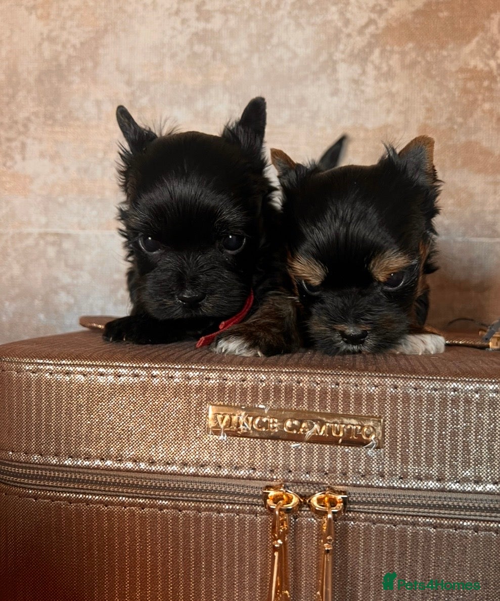 Yorkshire Terrier dogs ❀ Miniature Yorkshire Terriers – 4 Girls  ❀ - Advert 7