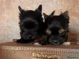 Yorkshire Terrier dogs ❀ Miniature Yorkshire Terriers – 4 Girls ❀ - Advert 7