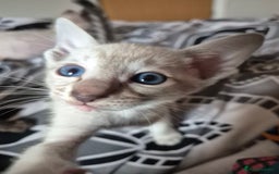 Oriental cats for sale: 2 Oriental boys left ( sold ) - Image 29