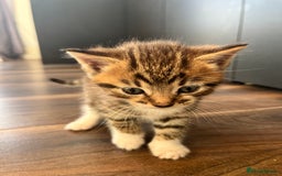 Mixed Breed cats for sale: 2 beautiful tabby male kittens available  - Image 4