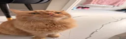 Mixed Breed cats for sale: Beautiful orange long hair female  - Advert 2