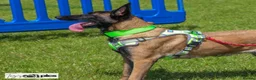 Belgian Shepherd Dog dogs for sale: 3 stunning Belgian malinois pups - Advert 12