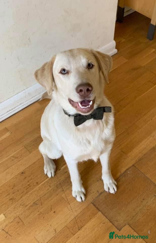 Labrador Retriever dogs For Stud only  - Advert 1