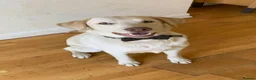 Labrador Retriever dogs for stud: For Stud only  in Sidcup - Advert 1