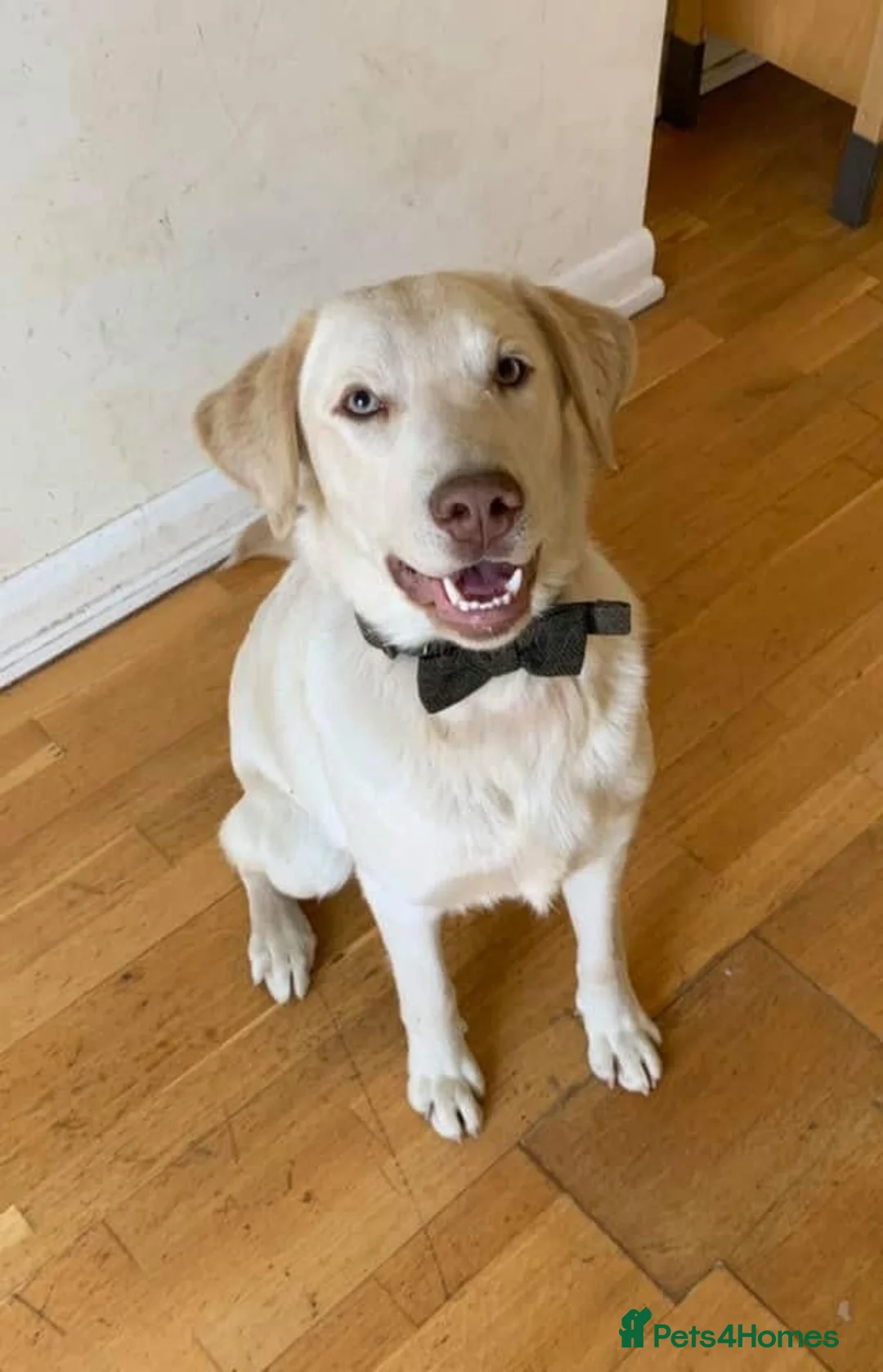 Labrador Retriever dogs for stud: For Stud only  in Sidcup - Advert 1