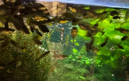 Other/Mixed Breed fish for sale: Giving out guppies for free - Image 3