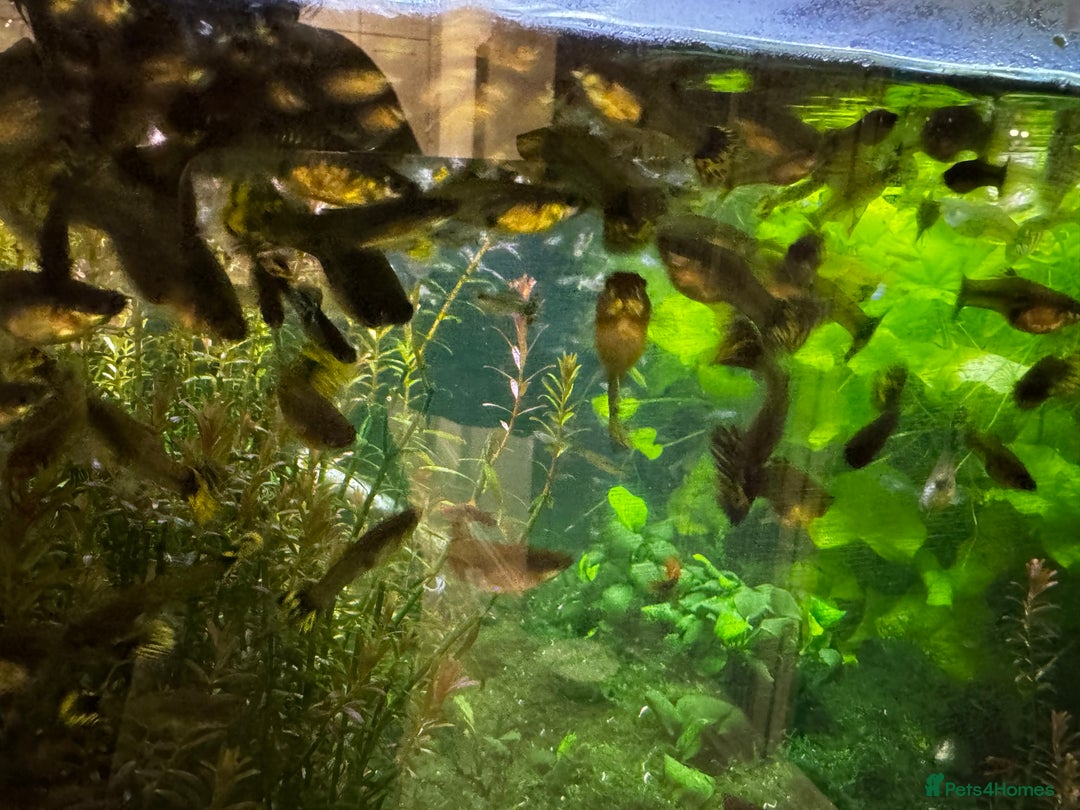 Other/Mixed Breed fish for sale: Giving out guppies for free - Image 3