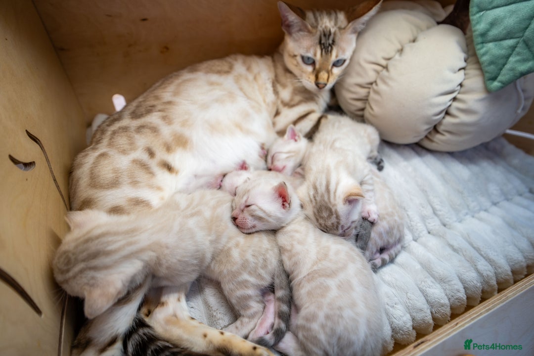 Bengal cats for sale: Pure Snow Bengals-TICA champions pedigree-Stunning - Image 6