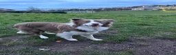 Border Collie dogs for stud: Lilac and White Border Collie for stud - Advert 8
