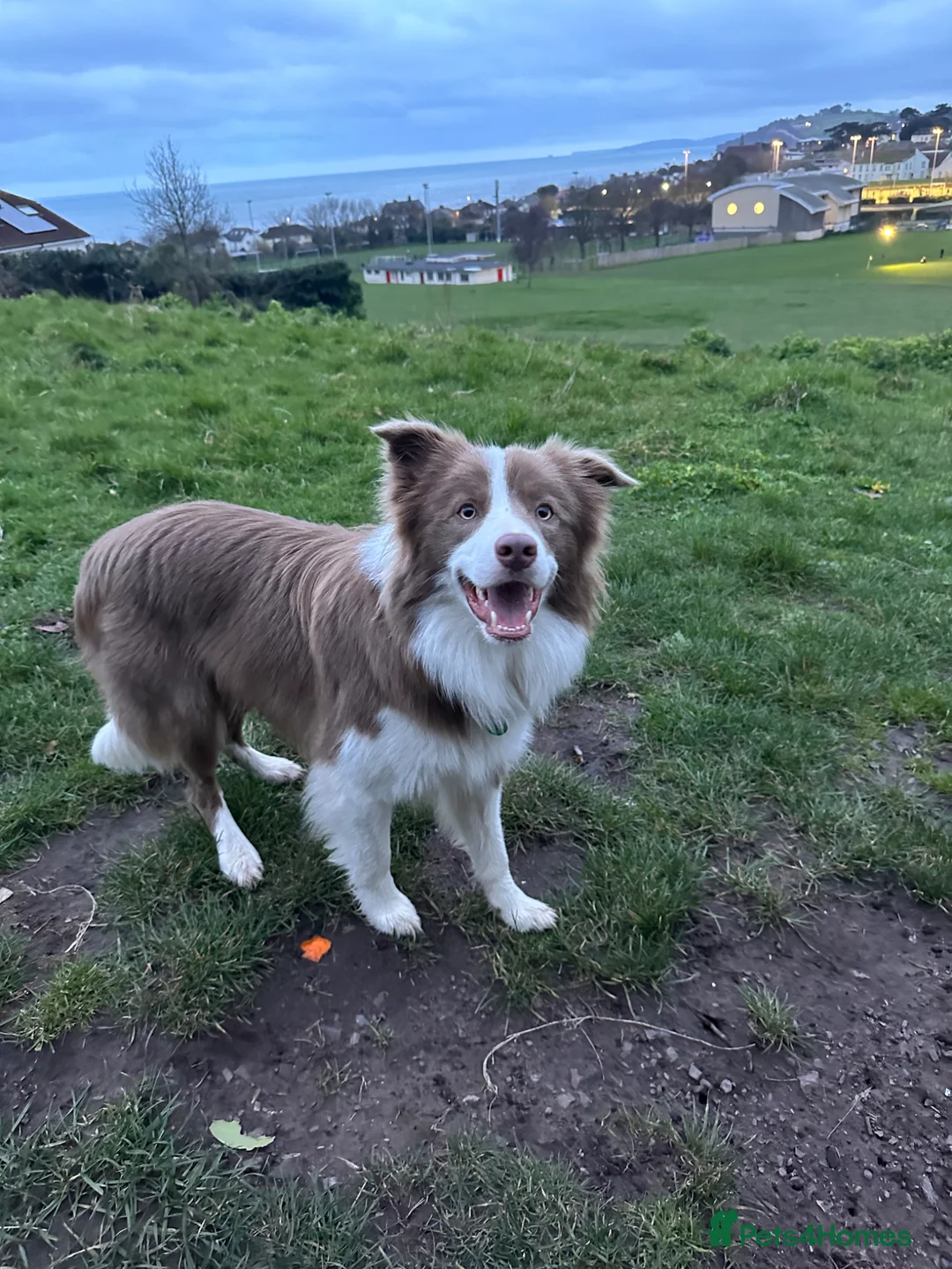 Border Collie dogs for stud: Lilac and White Border Collie for stud - Advert 8