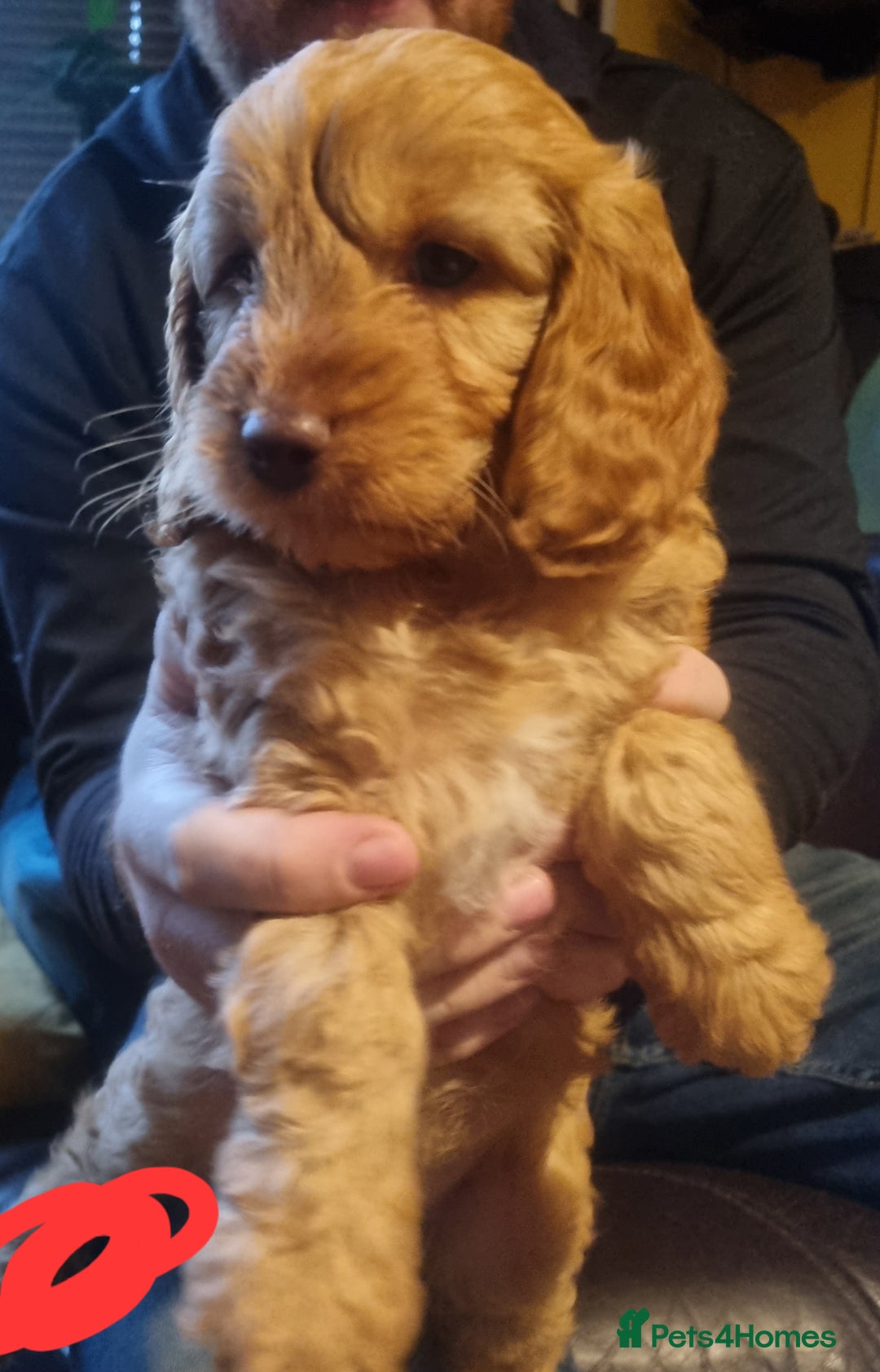 Cockapoo dogs for sale: Beautiful red girls - Image 2