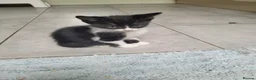 Domestic Shorthair cats for sale: Lovely kittens looking for home - Advert 18