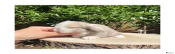 Mini Lop rabbits for sale: Beautiful mini lops for sale  - Advert 7