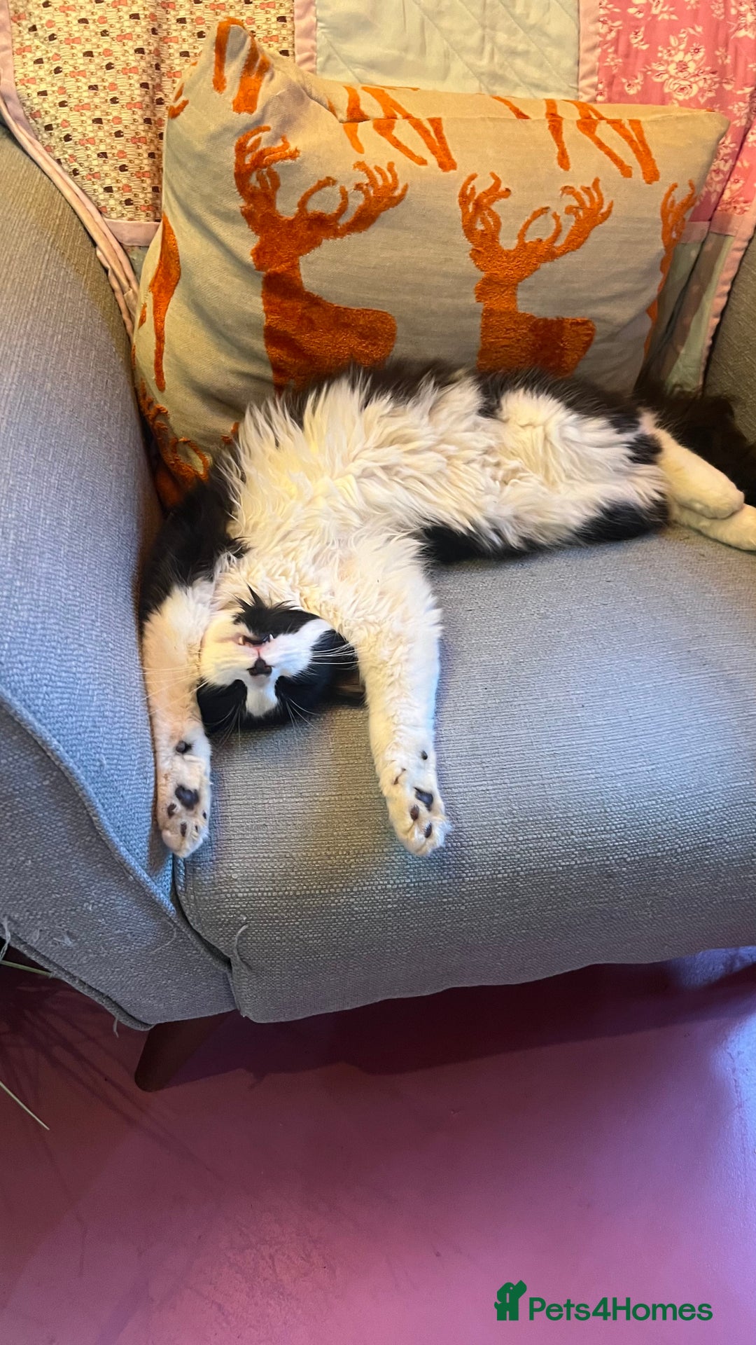 Mixed Breed cats for sale: Beautiful loving cat  - Advert 1