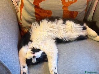 Mixed Breed cats Beautiful loving cat - Advert 1