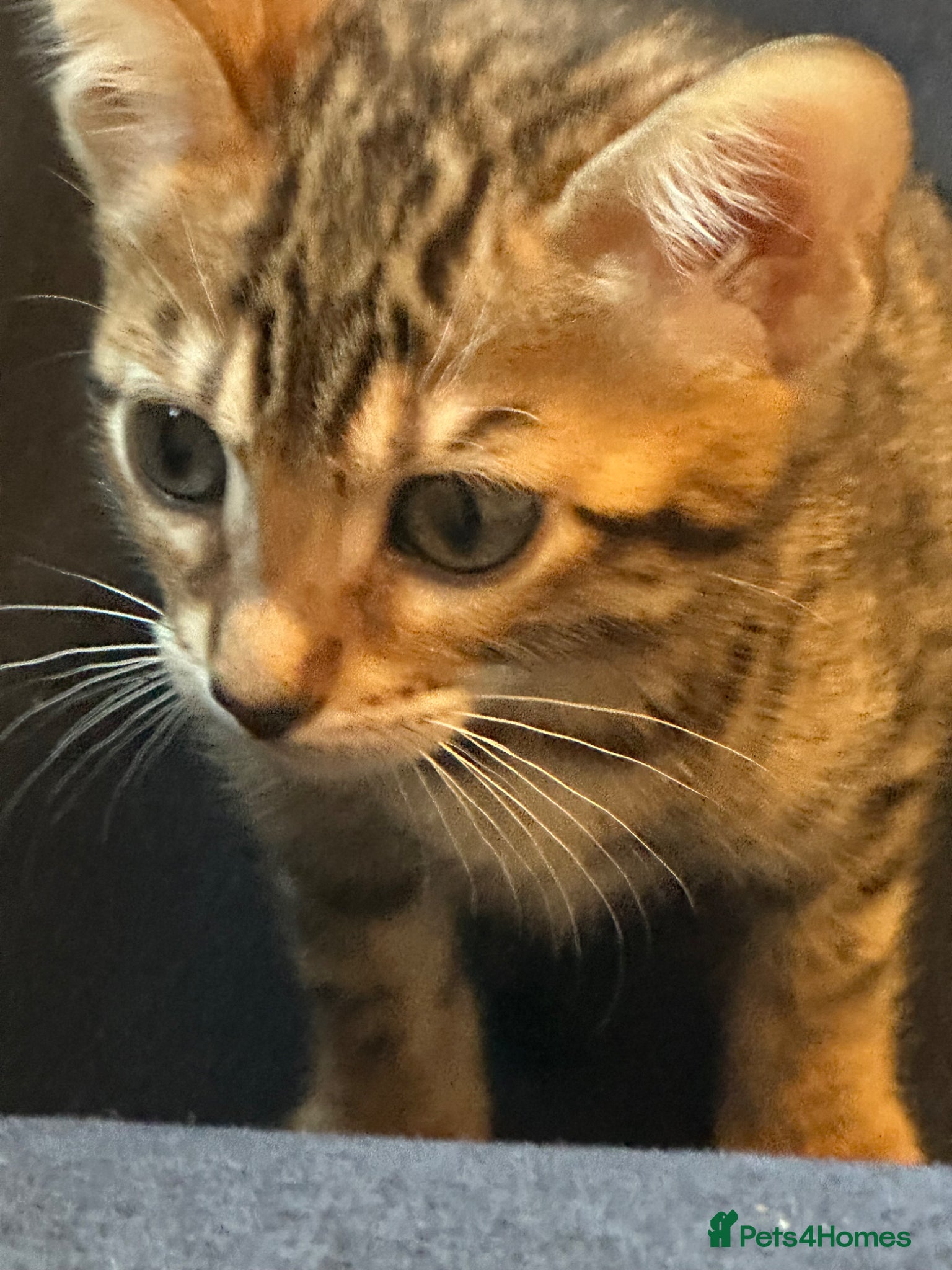 Bengal cats Pure breed Bengal kittens - Advert 1