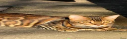 Bengal cats for sale: ❤️⭐️ Exceptional Bengal Male ⭐️❤️ - Advert 3