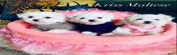 Maltese dogs for sale: ✨Outstanding kc registered Korean Maltese puppies✨ - Advert 2