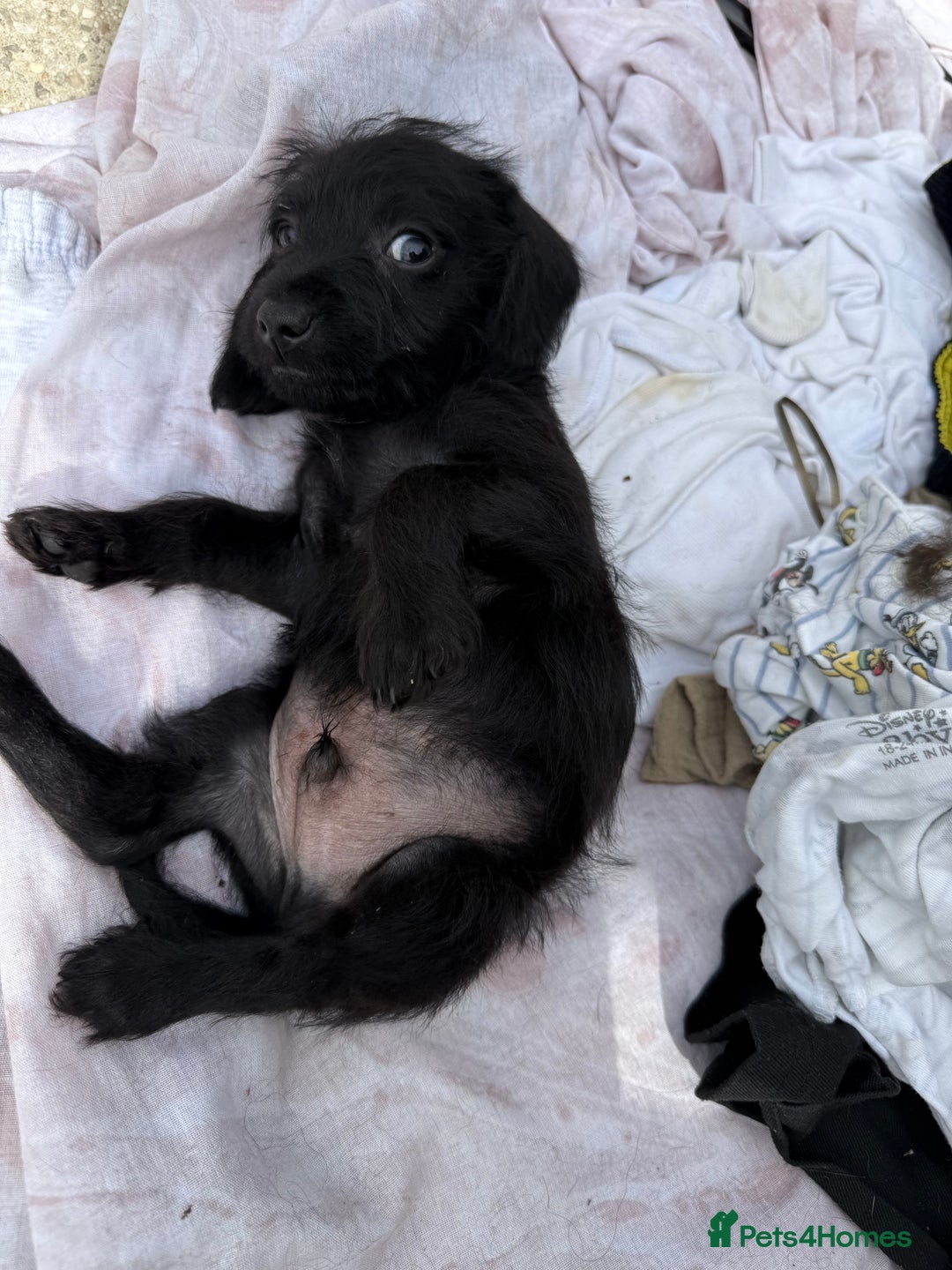 Doxiepoo dogs for sale: Daxi poos - Image 21