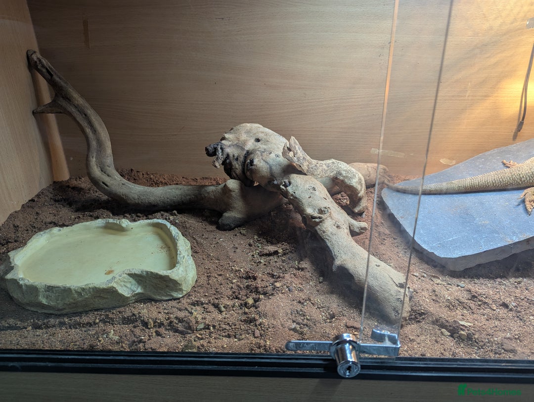 Bearded Dragon reptiles for sale: Bearded dragon  - Image 4
