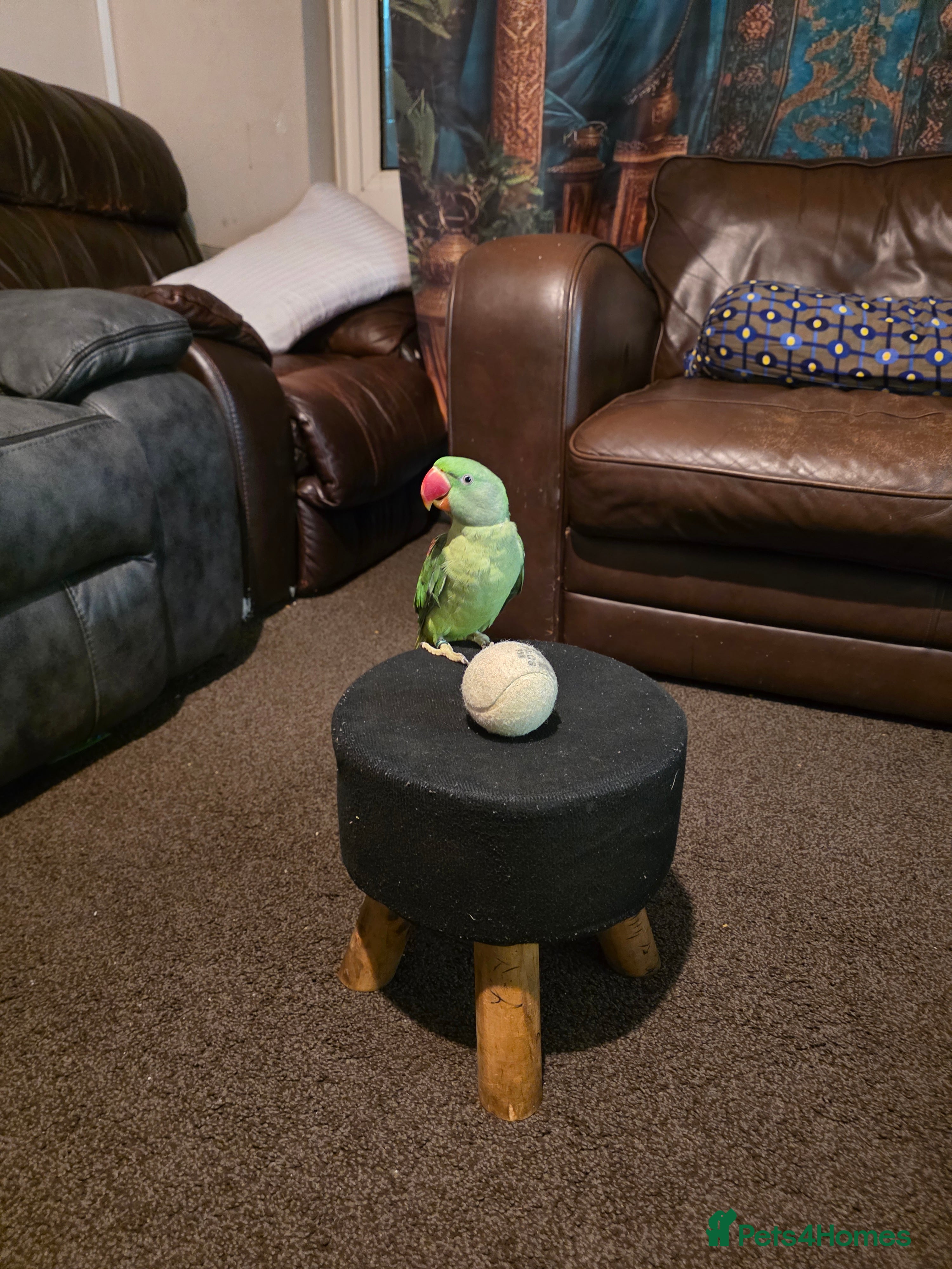 Parrots birds Tamed Alexandrine Parrot for sell  - Advert 1