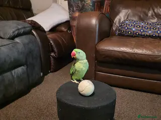 Parrots birds Tamed Alexandrine Parrot for sell - Advert 1