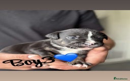 Mixed Breed dogs for sale: Puppies  - Image 3