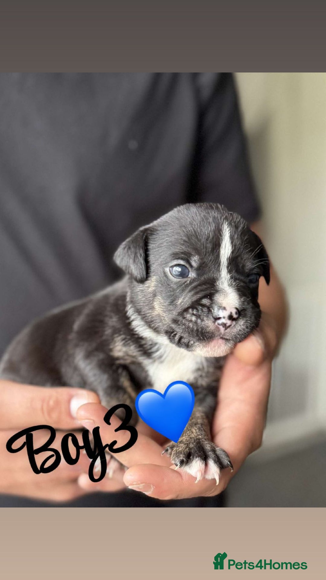 Mixed Breed dogs for sale: Puppies  - Image 3
