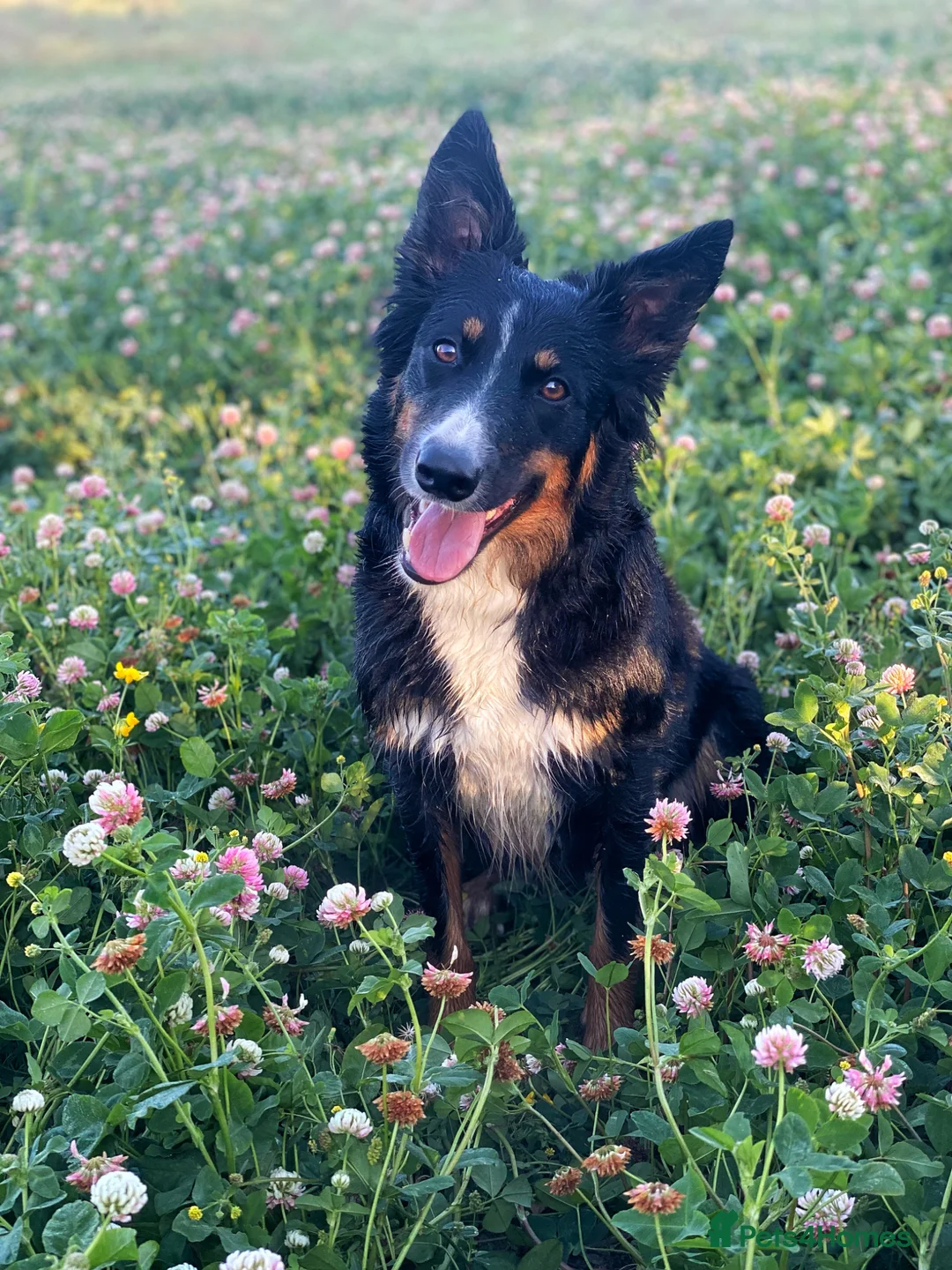 Border Collie dogs for sale: Beautiful Tri Border Collie, Experienced Home - Advert 1