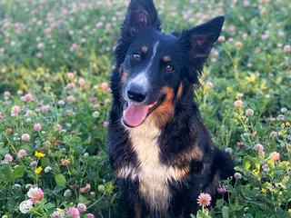 Border Collie dogs Beautiful Tri Border Collie, Experienced Home - Advert 2